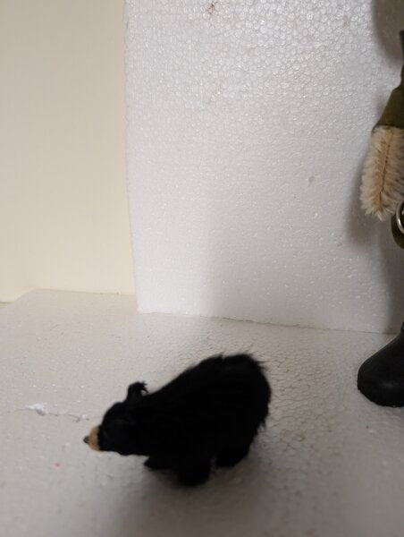 T R with Black Bear image 5